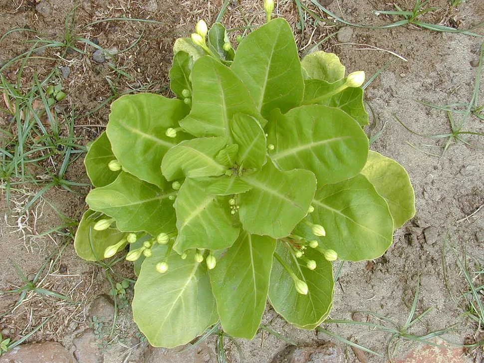 Hawaiianische Palme, von oben gesehen