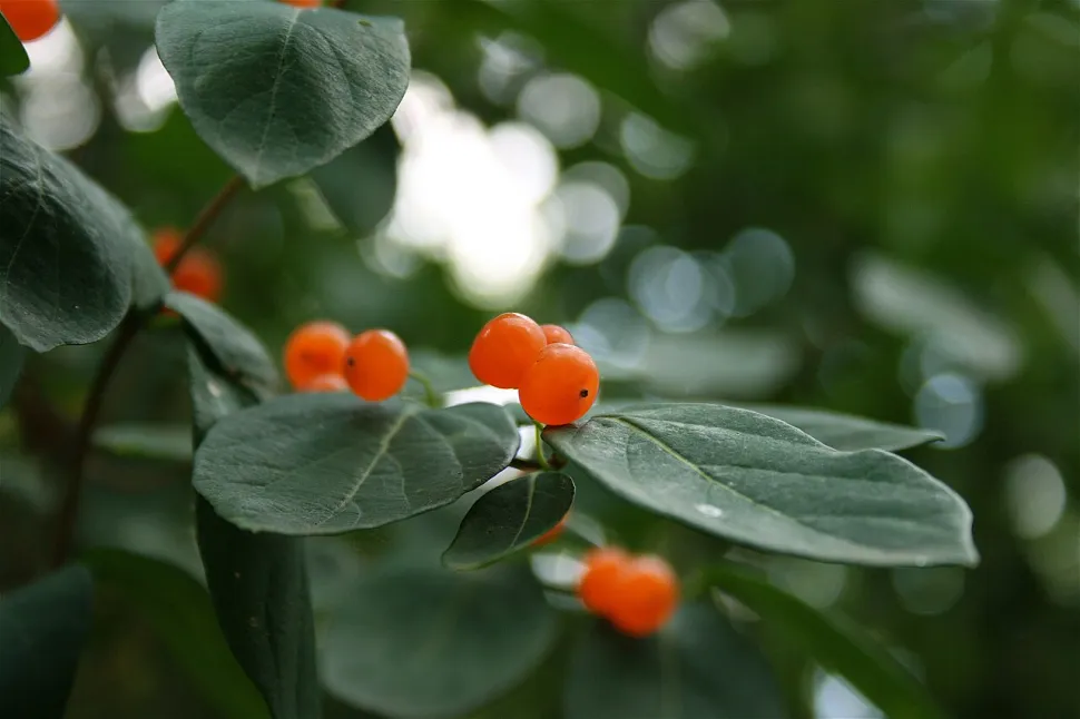 Giftige bessen Lonicera tatarica