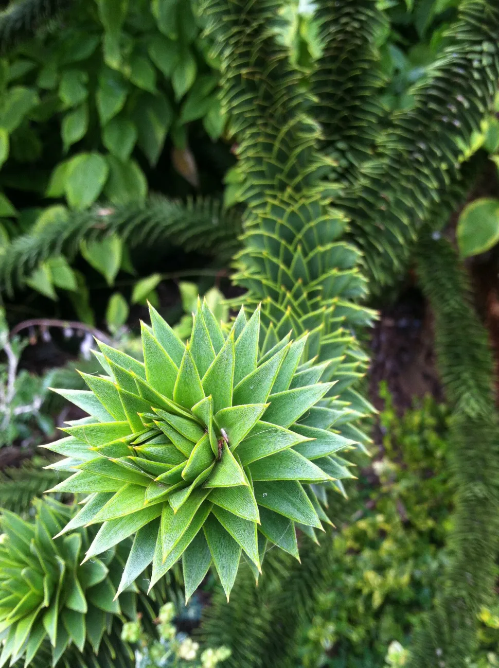 Grüne Nadeln Araucaria araucana