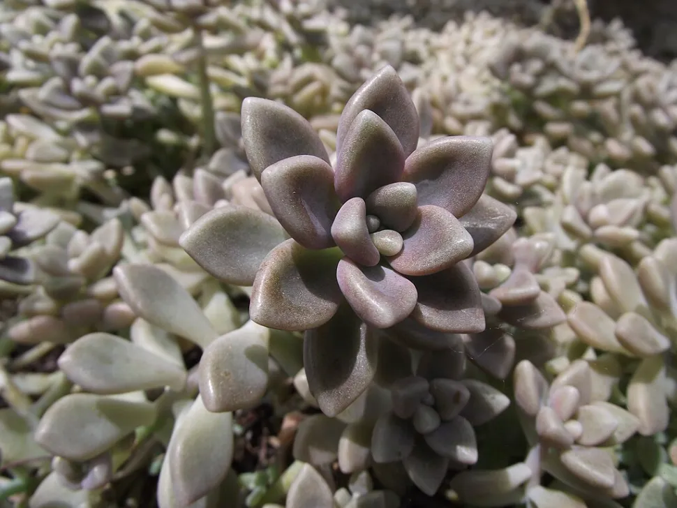 Planta suculenta Sedum mendozae