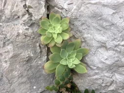 Roseta de hojas Sedum palmeri