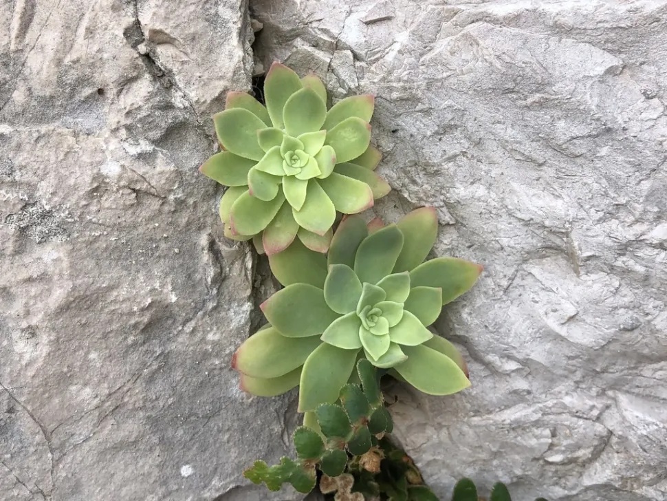 Rosetta di foglie Sedum palmeri