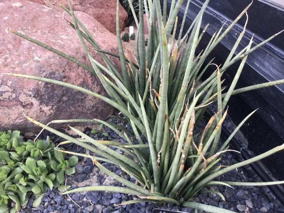 Sansevieria bacularis in de grond