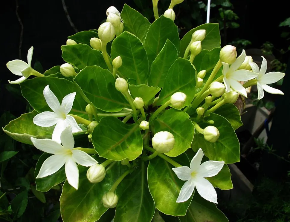 Fleurs blanches de Brighamia rockii