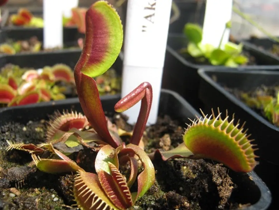 Dionée 'Red Dragon' met groene toppen