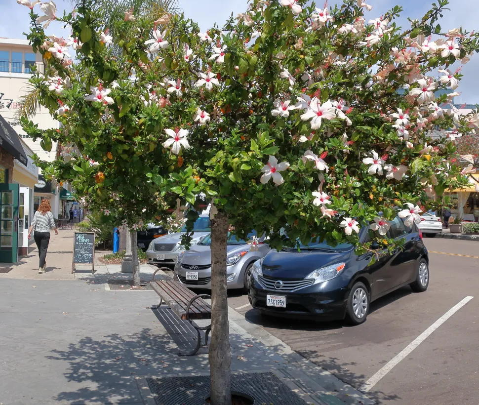 Hibiscus rosa-sinensis pruned into a tree