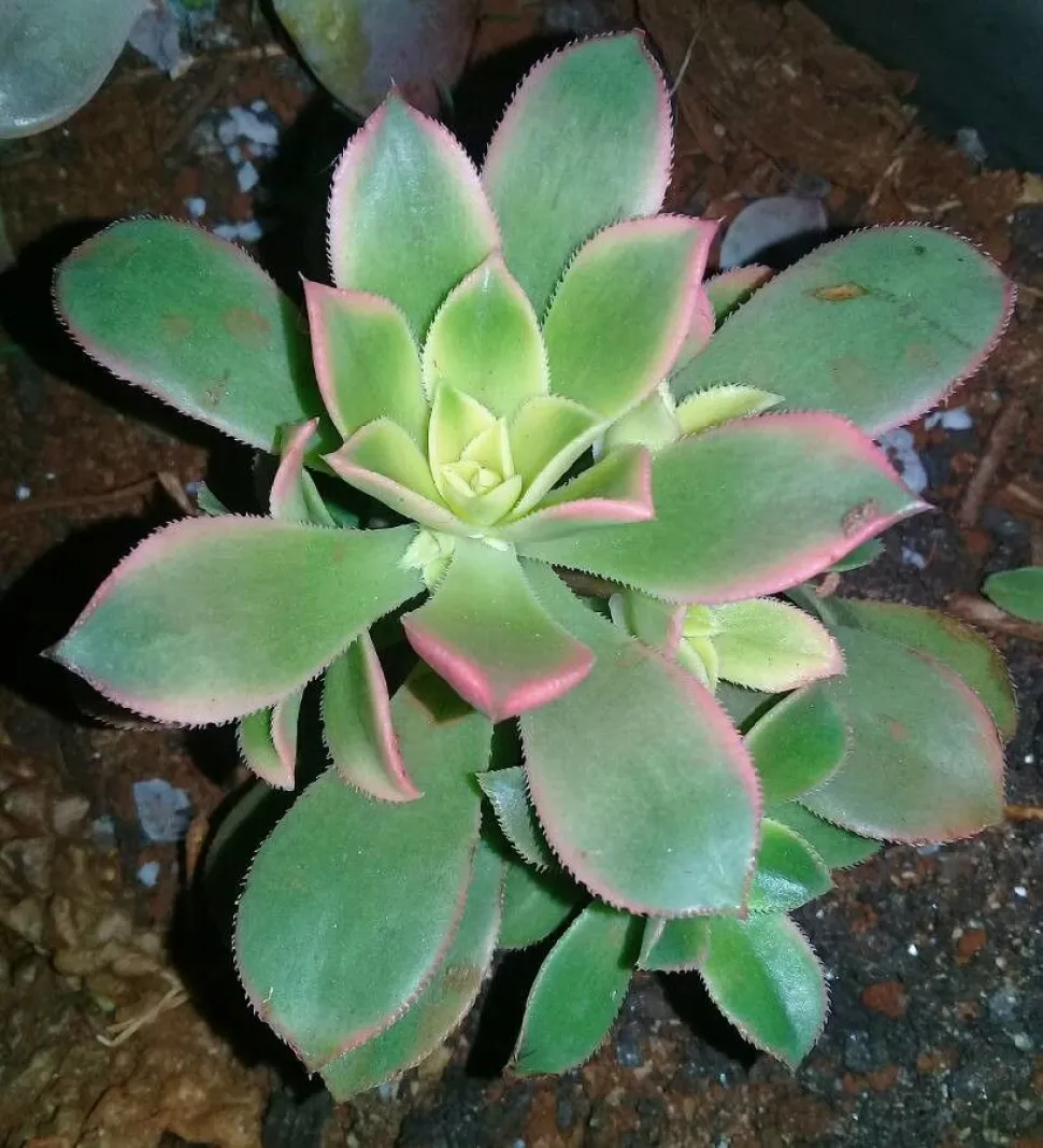Bladeren van Aeonium haworthii