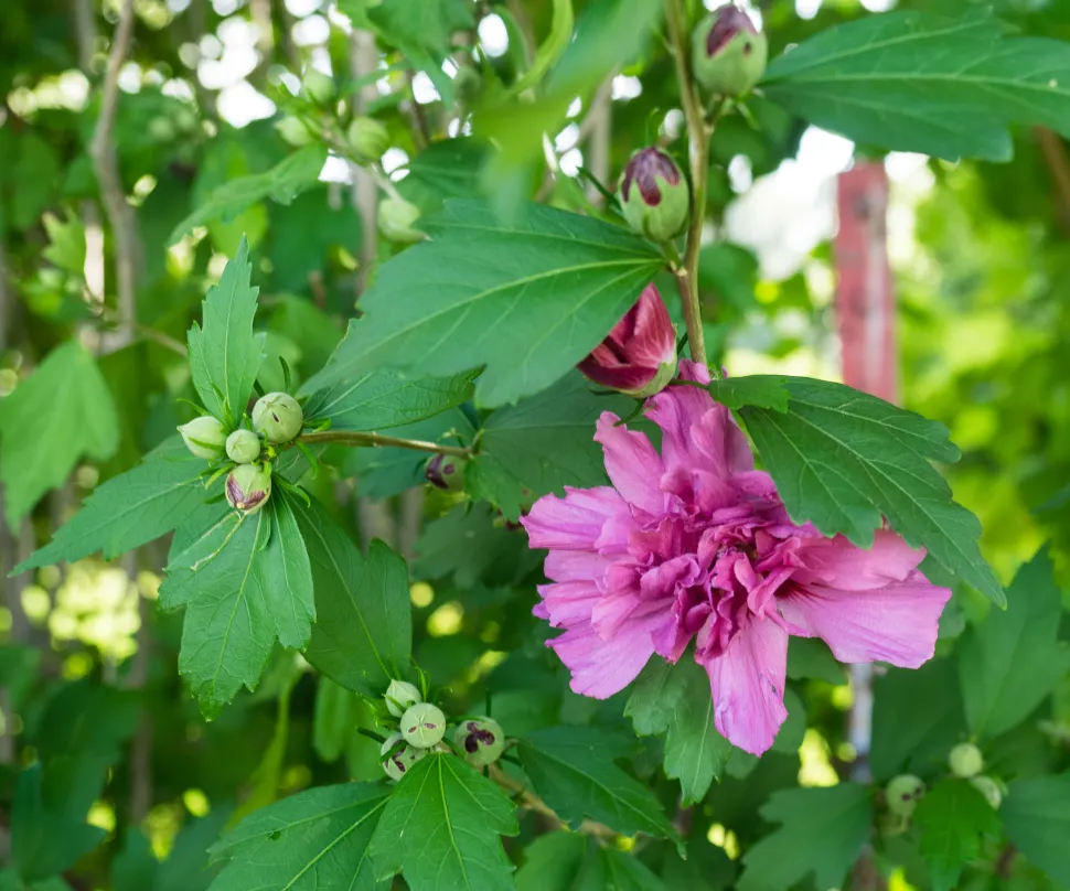 Ibisco ibrido syriacus fiori doppi