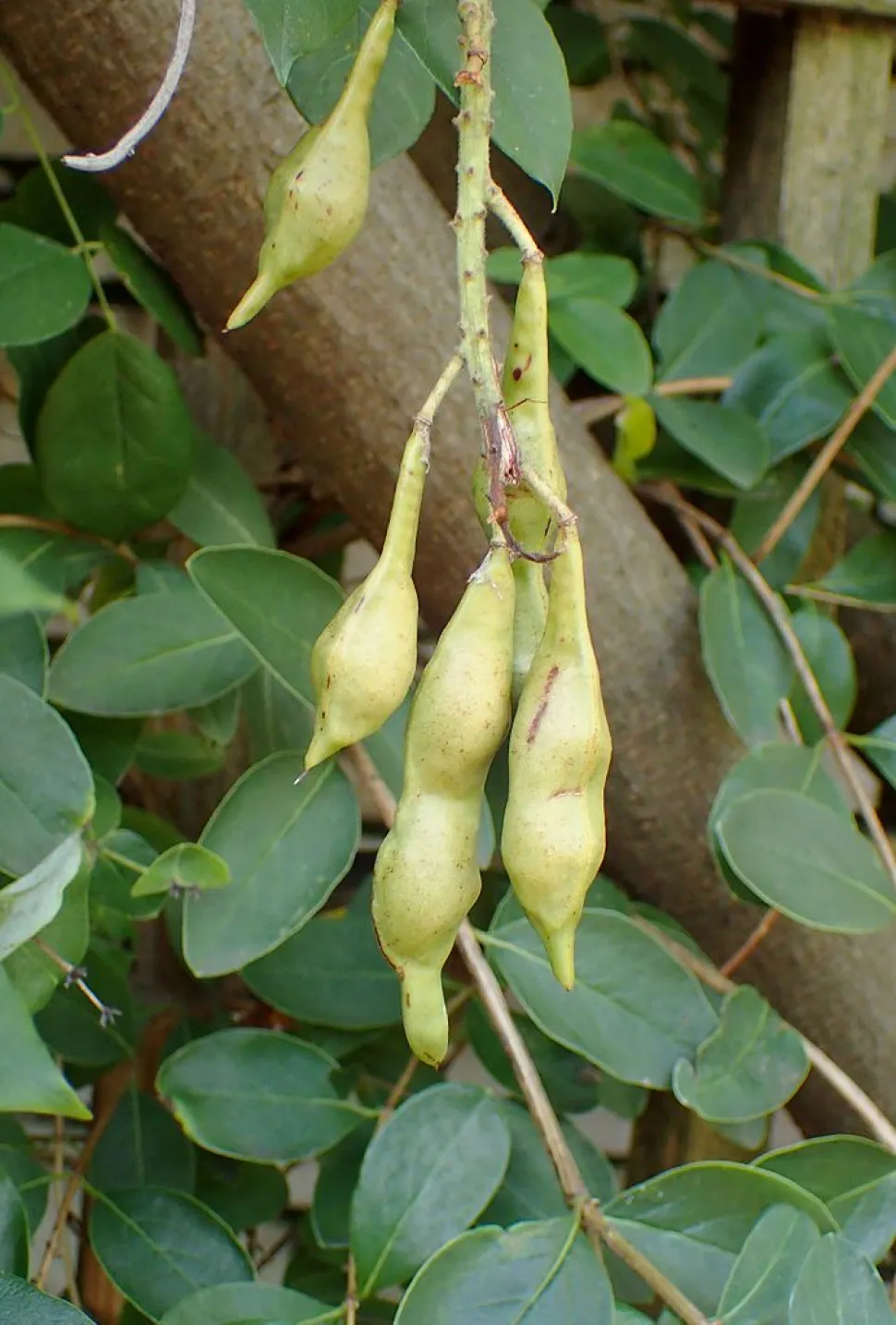 Glycine d'Amérique – Wisteria frutescens