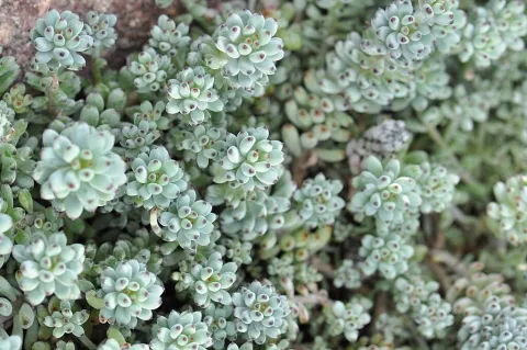 Graptopetalum pachyphyllim blå blade