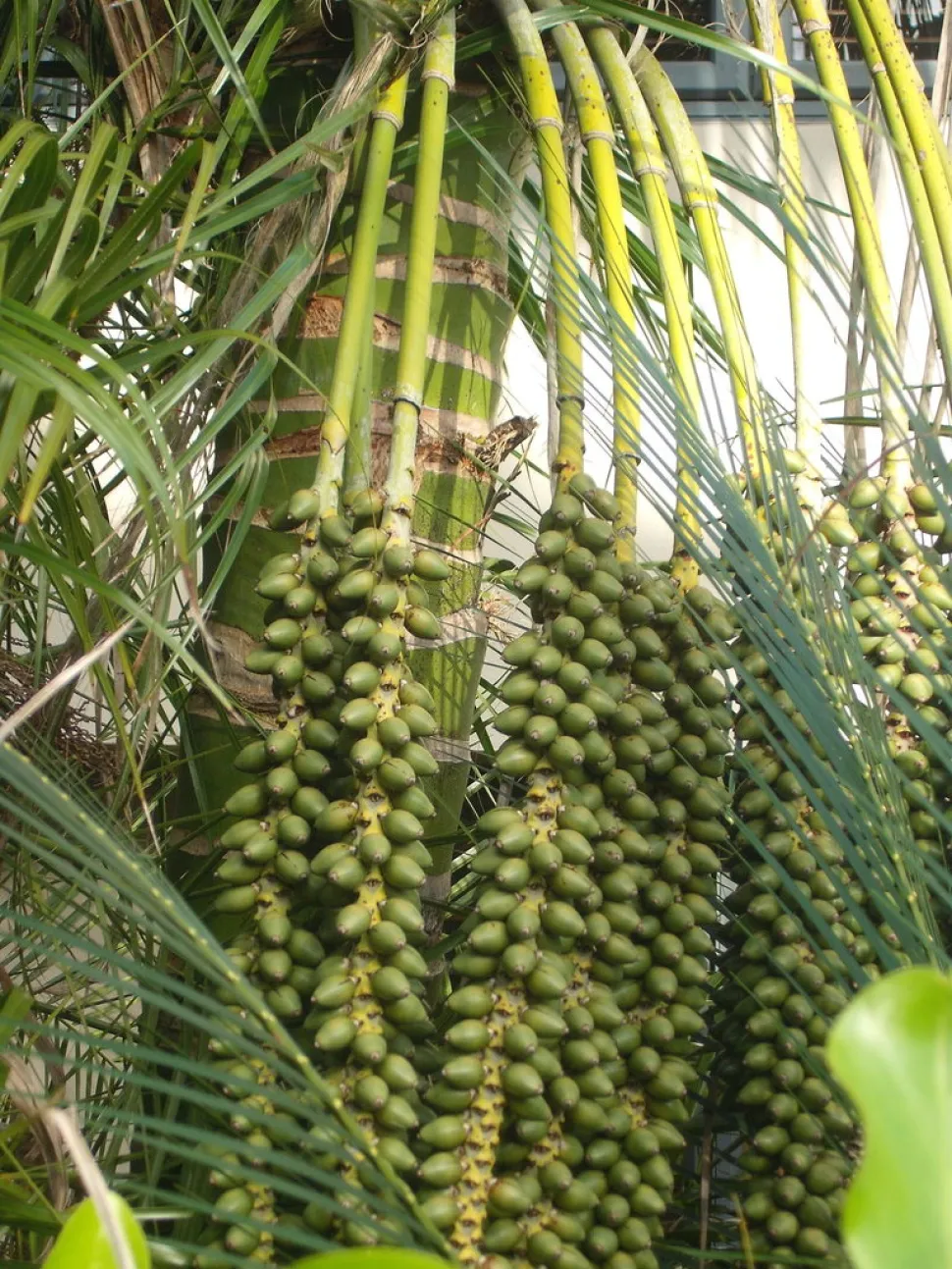 Früchte von Howea forsteriana