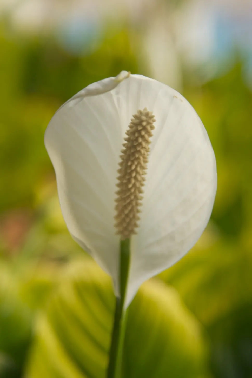 Hvid skedehinde og måneblomst-spadix