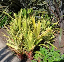Aechmea caudata nel terreno