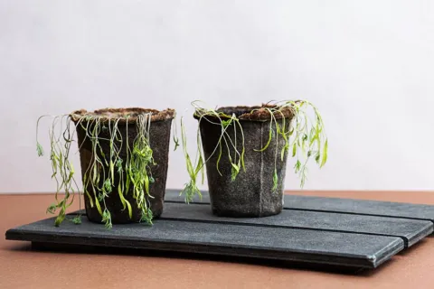 Blomstrende potteplanter