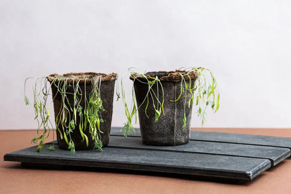 Potted plants