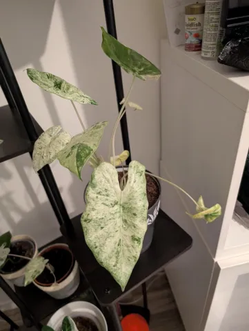 Alocasia 'Batik Variegata' in pot