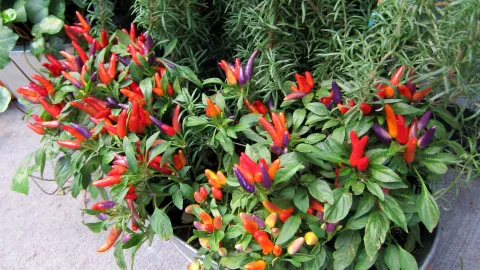 Capsicum annuum peper