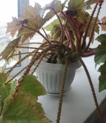Begonia bowerae en maceta