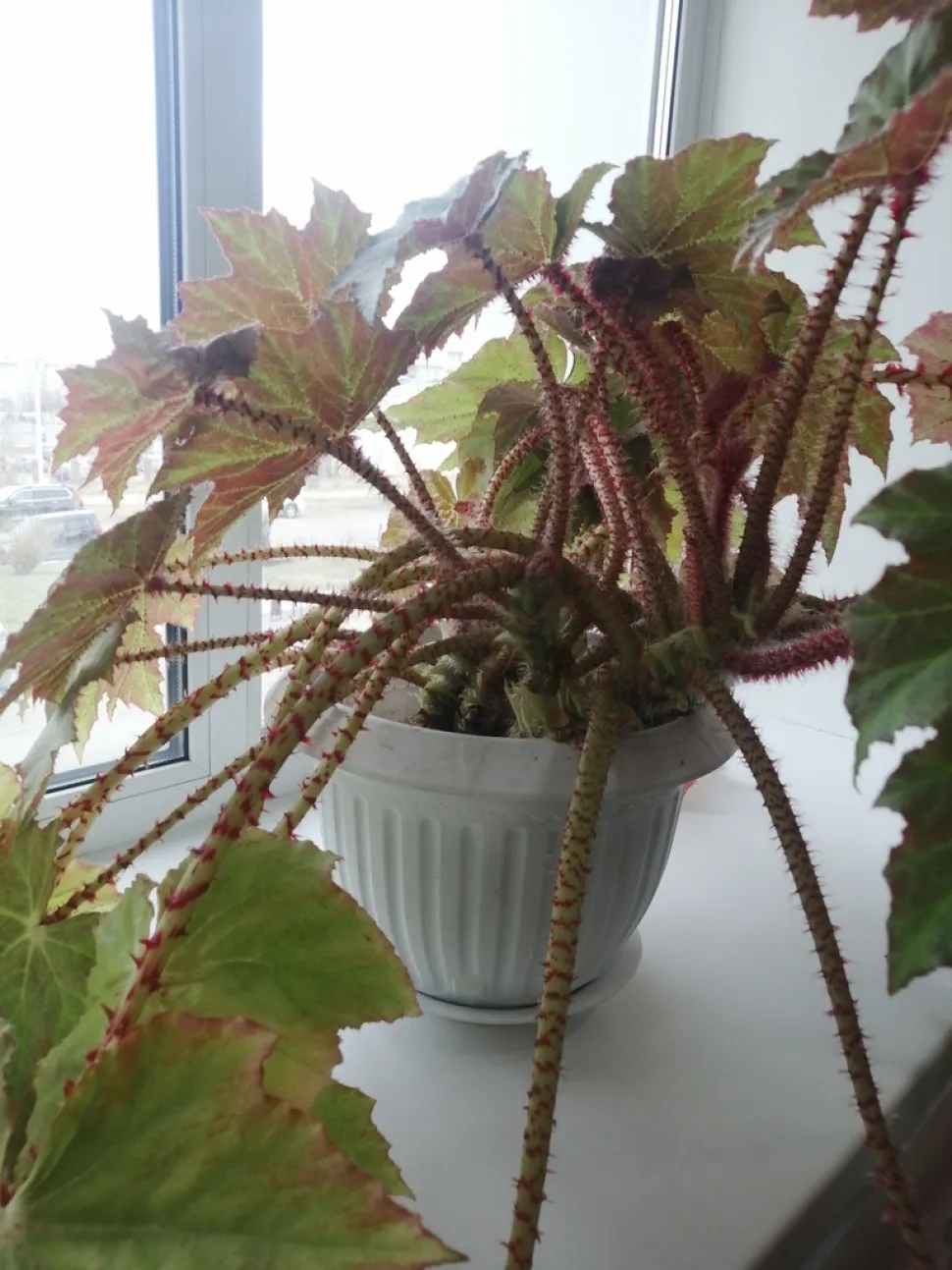Begonia bowerae in een pot