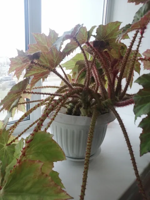 Begonia bowerae in pot