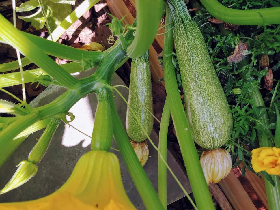 Calabacín verde alargado que no corre