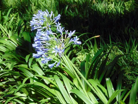 Agapanthe bleue Agapanthus praecox
