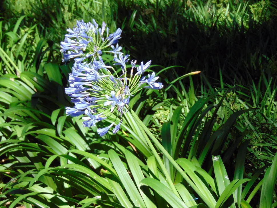 Blauer Agapanthus Agapanthus praecox