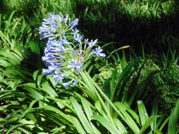 Blauwe Agapanthus Agapanthus praecox
