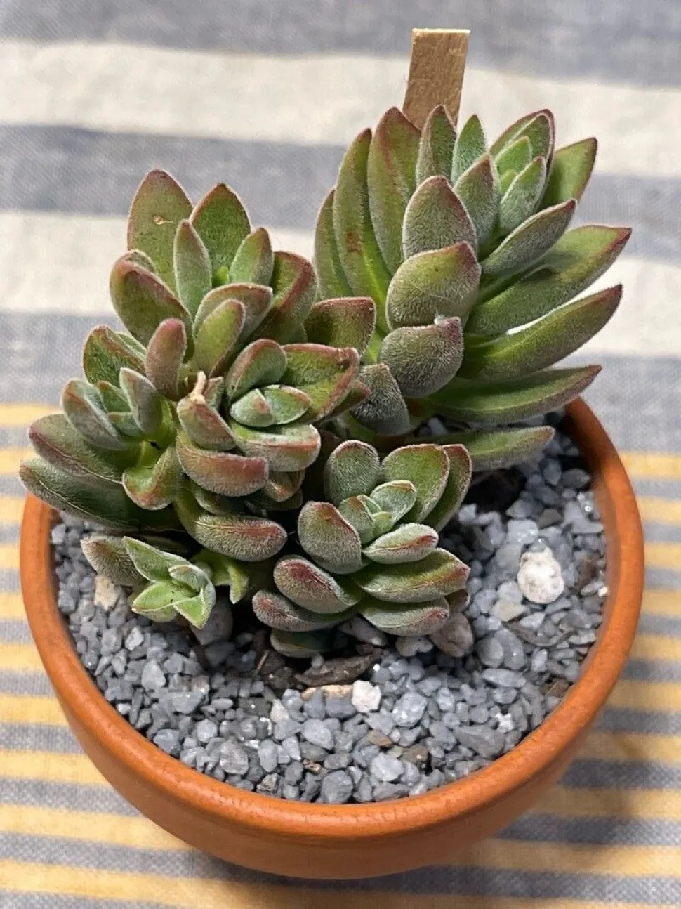 Crassula lanuginosa im Topf