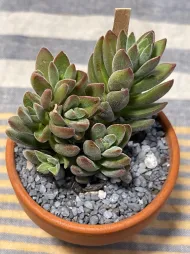 Crassula lanuginosa in un vaso