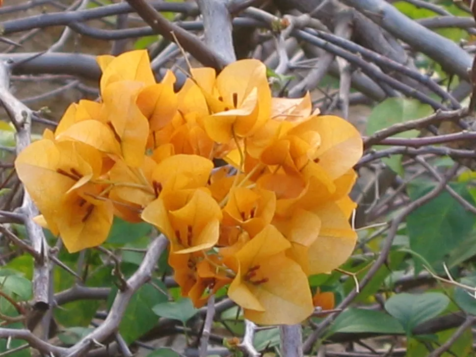 Bougainvillea mit gelben Hochblättern