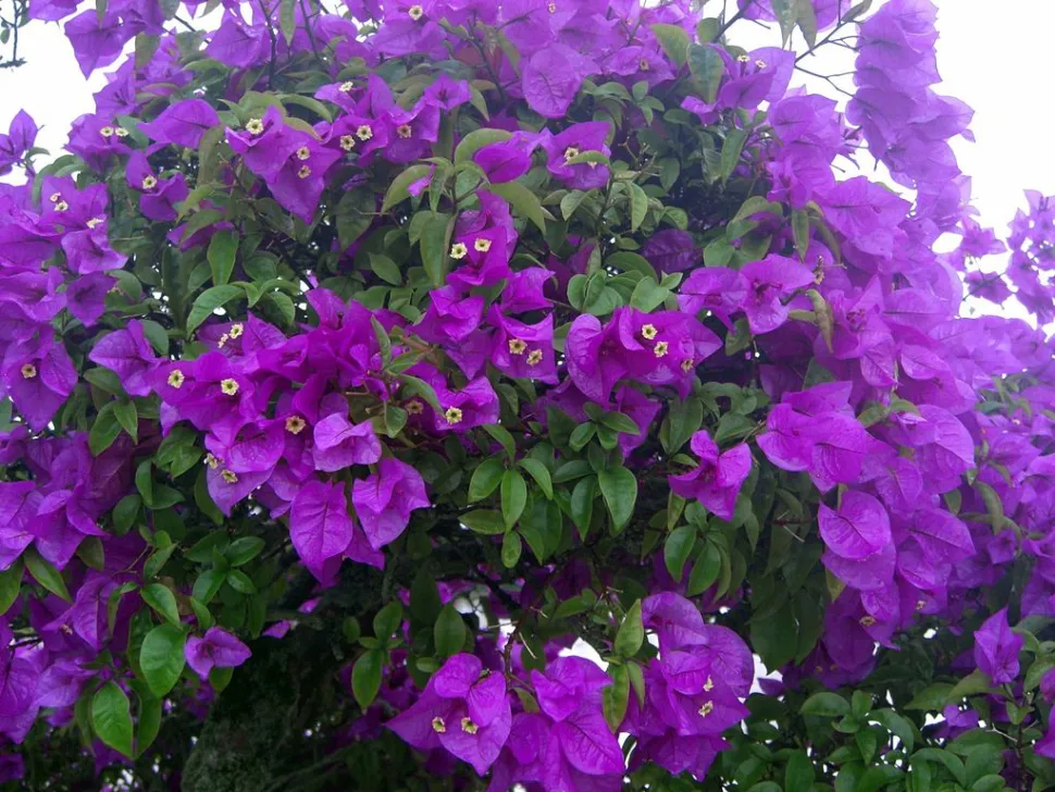 Klimplant paarse schutbladeren bougainvillea