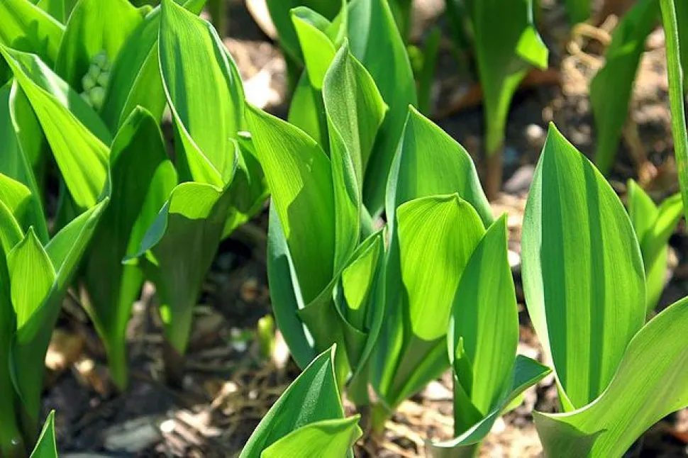 Foglie di mughetto Convallaria majalis rosea