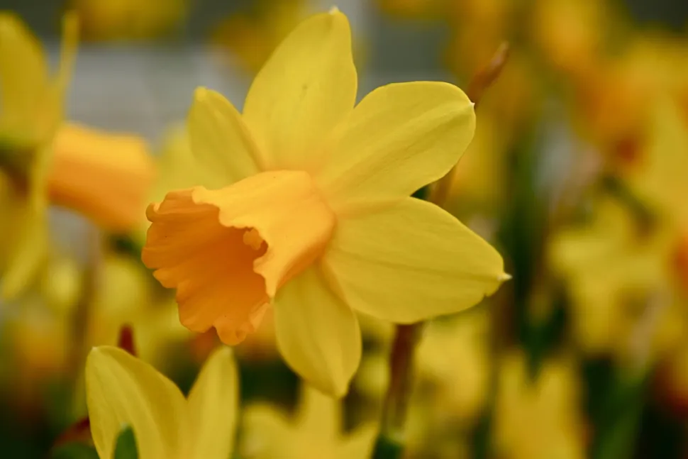Fiore giallo Narcissus jonquilla