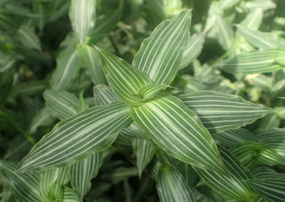 Callisia elegans bladeren