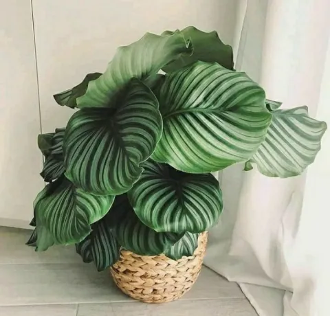 Green plant with large, round, striped leaves Goeppertia orbifolia