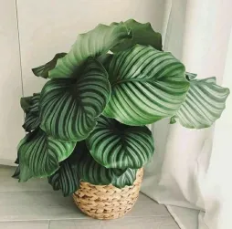 Grøn plante store runde stribede blade Goeppertia orbifolia