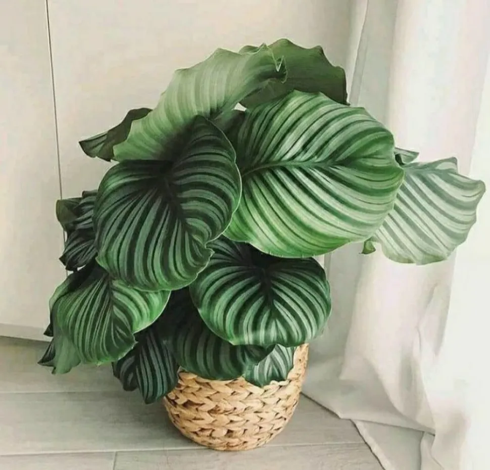 Planta verde grandes hojas redondas rayadas Goeppertia orbifolia