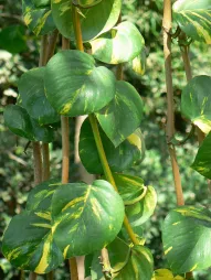 Epipremnum aureum
