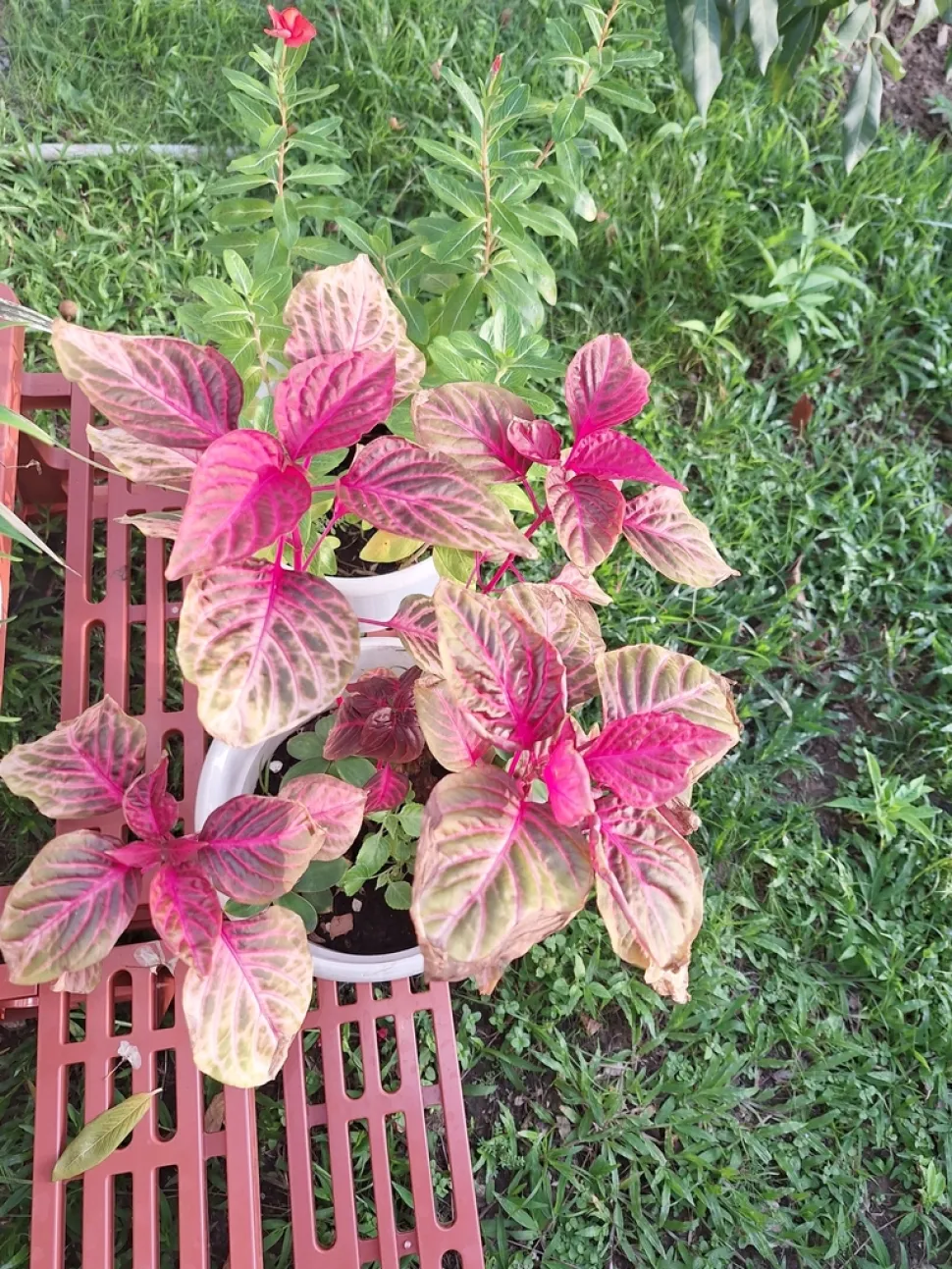 Iresine herbstii in pot