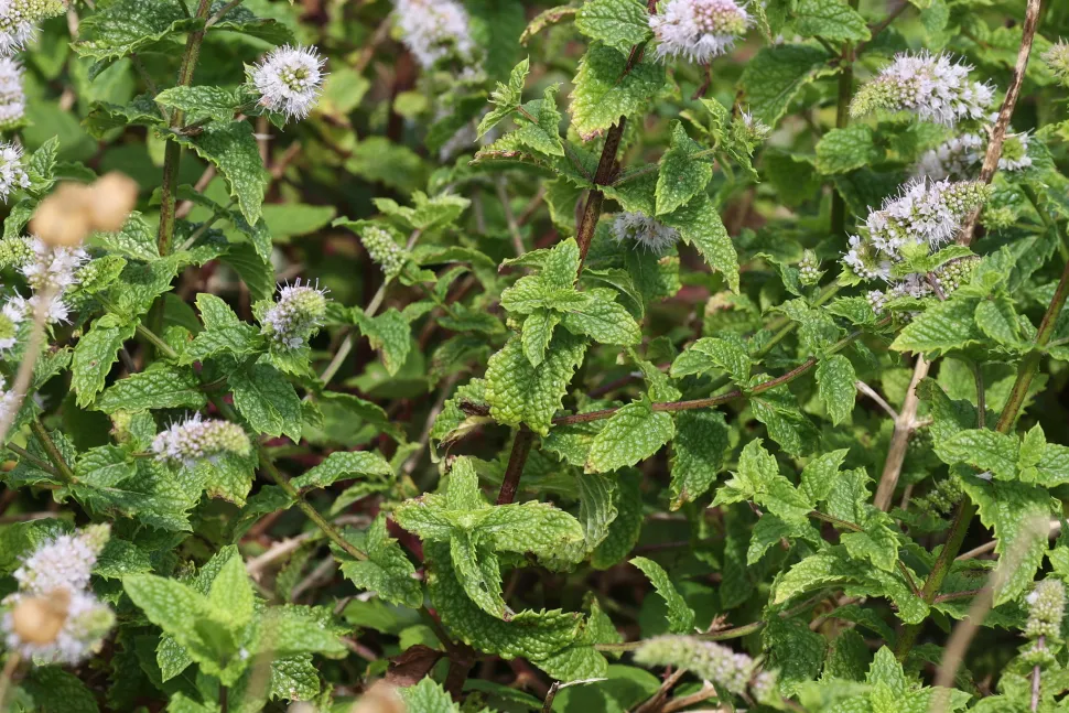 Menta lanceolata in fiore