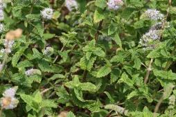Menta verde en flor