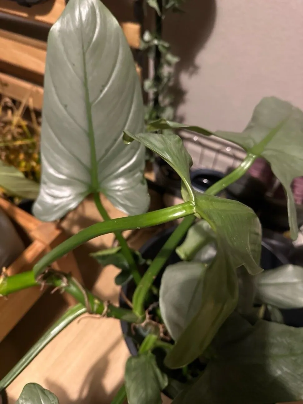 Sagittalblätter Philodendron 'Silver Queen' (Silberkönigin)