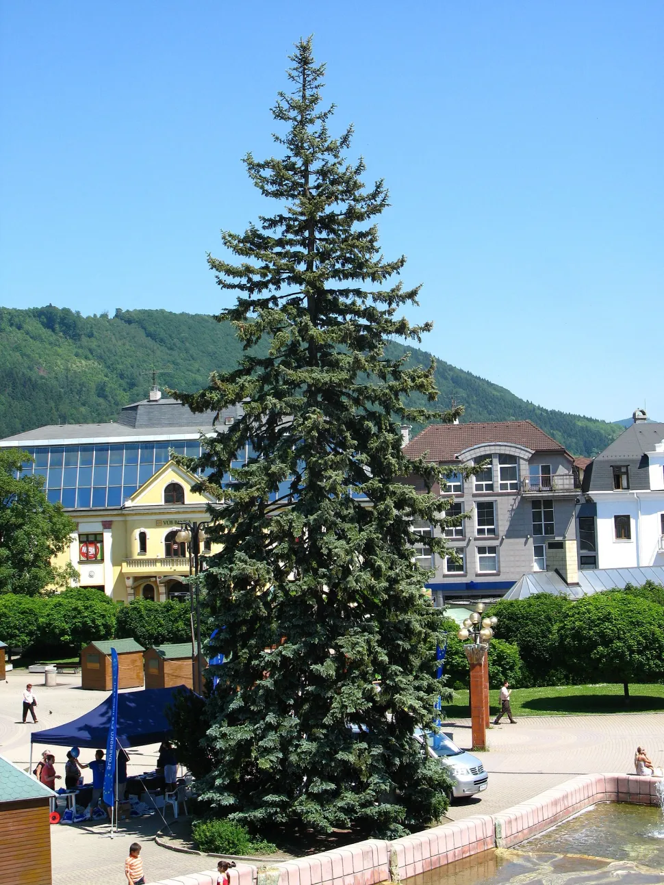 Picea pungens i jorden