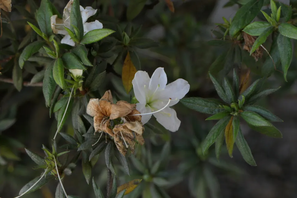 Hvid blomst Rhododendron simsii