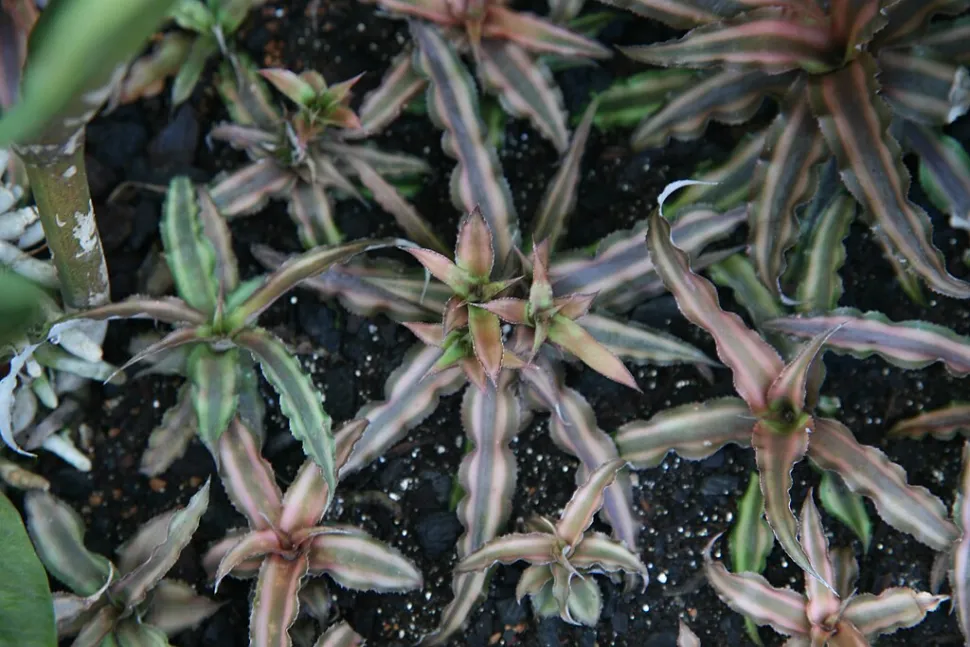 Cryptanthus bivittatus in de grond