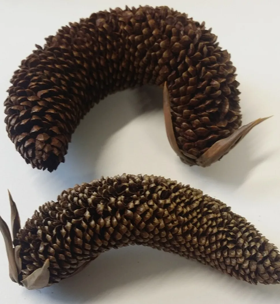 Conos masculinos Araucaria angustifolia