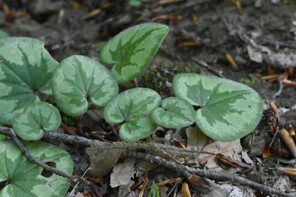 Feuilles cordiformes Cyclamen coum