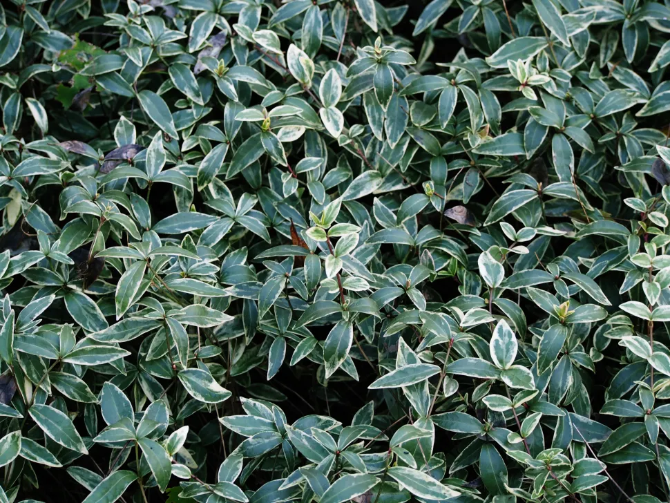 Planta de cobertura do solo pervinca pequena
