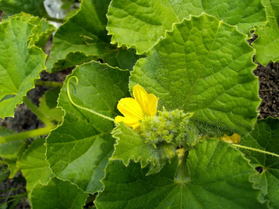 Fiore di melone ricamato